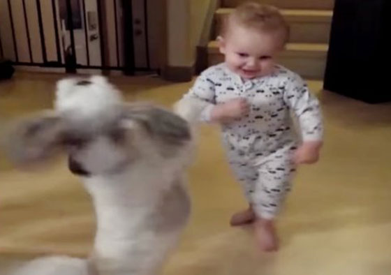 فيديو مذهل.. كلب رشق يجعل طفلا يقلده ويقف على قدميه صورة رقم 1
