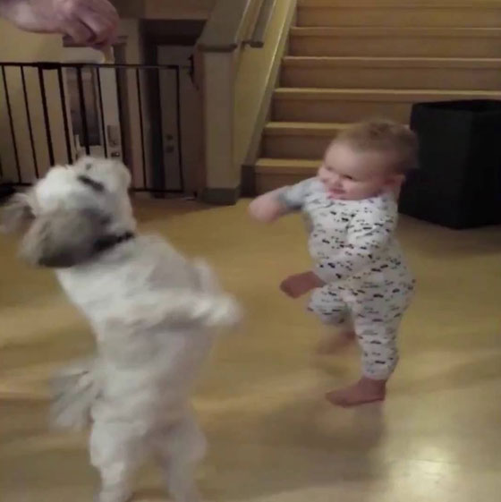 فيديو مذهل.. كلب رشق يجعل طفلا يقلده ويقف على قدميه صورة رقم 2