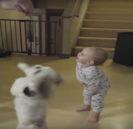 فيديو مذهل.. كلب رشق يجعل طفلا يقلده ويقف على قدميه صورة رقم 3