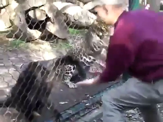 فيديو مثير.. فهد ينشب مخالبه في يد زائر حاول اطعامه بحديقة حيوان صورة رقم 2