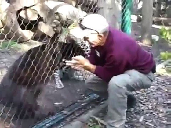 فيديو مثير.. فهد ينشب مخالبه في يد زائر حاول اطعامه بحديقة حيوان صورة رقم 1