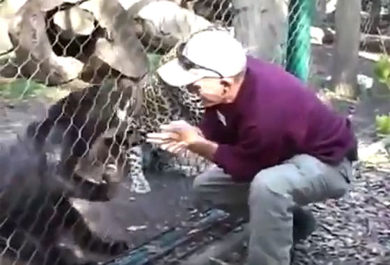 فيديو مثير.. فهد ينشب مخالبه في يد زائر حاول اطعامه بحديقة حيوان صورة رقم 3