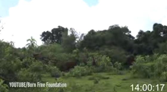 فيديو مثير لفيل ثائر يهاجم مصورا والاخير يوثق لحظة الهجوم! صورة رقم 1