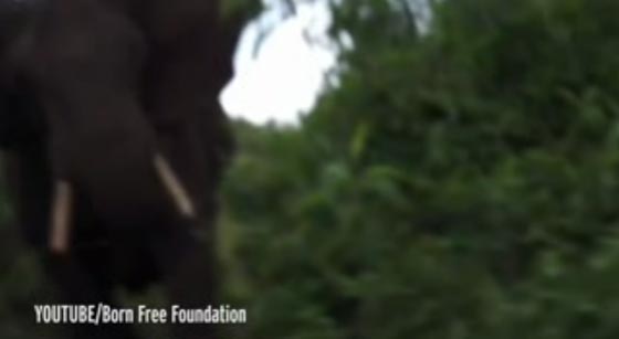 فيديو مثير لفيل ثائر يهاجم مصورا والاخير يوثق لحظة الهجوم! صورة رقم 2