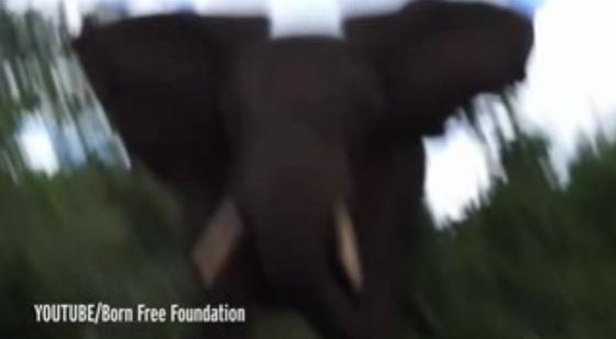 فيديو مثير لفيل ثائر يهاجم مصورا والاخير يوثق لحظة الهجوم! صورة رقم 3