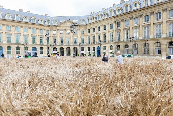  شانيل تزرع حقلا بالقمح وسط عاصمة الموضة باريس.. صور صورة رقم 1