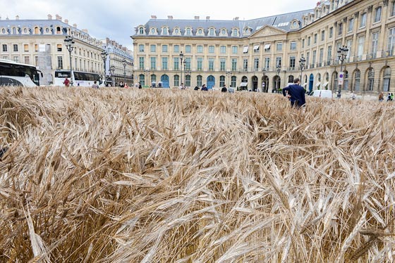  شانيل تزرع حقلا بالقمح وسط عاصمة الموضة باريس.. صور صورة رقم 3