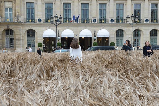  شانيل تزرع حقلا بالقمح وسط عاصمة الموضة باريس.. صور صورة رقم 5