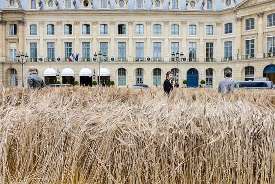  شانيل تزرع حقلا بالقمح وسط عاصمة الموضة باريس.. صور صورة رقم 6