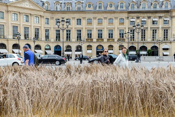  شانيل تزرع حقلا بالقمح وسط عاصمة الموضة باريس.. صور صورة رقم 7