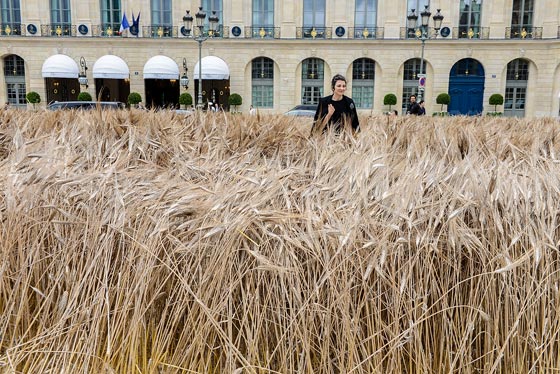  شانيل تزرع حقلا بالقمح وسط عاصمة الموضة باريس.. صور صورة رقم 8