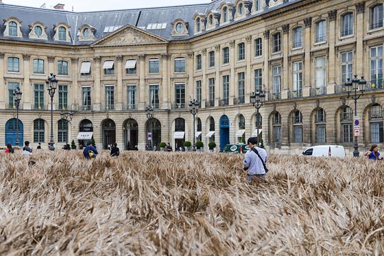  شانيل تزرع حقلا بالقمح وسط عاصمة الموضة باريس.. صور صورة رقم 9