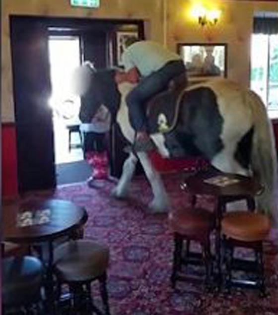 ماذا يفعل هذا الحصان داخل مطعم ولماذا اثار راكبه العجوز الضحك؟ صورة رقم 4