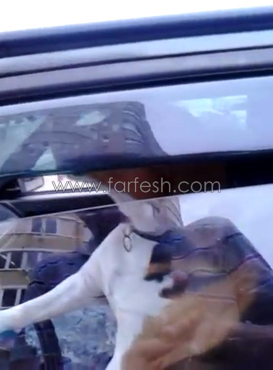 فيديو طريف.. كلب يطلق الزامور لاستدعاء صاحبه الذي تركه بالسيارة! صورة رقم 1