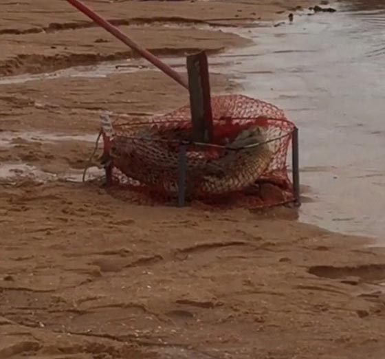 تمساح عالق في الشباك يصدم الصيادين صورة رقم 5