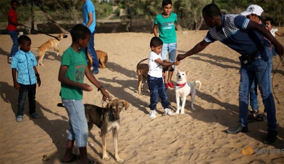  رغم الحالة المأساوية.. طبيب يكرس جهوده من اجل كلاب غزة  صورة رقم 1