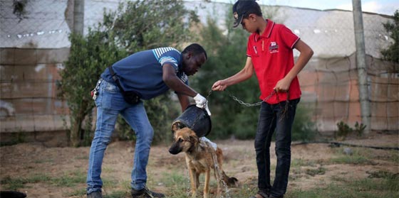 رغم الحالة المأساوية.. طبيب يكرس جهوده من اجل كلاب غزة  صورة رقم 3