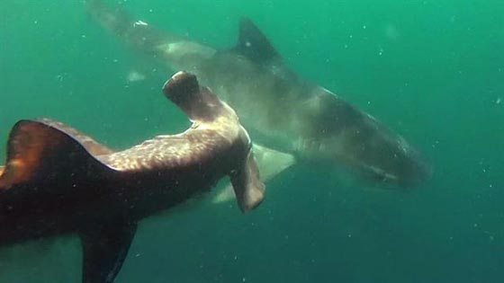 اثنان من اخطر انواع القرش في مواجهة نادرة.. شاهدها صورة رقم 2