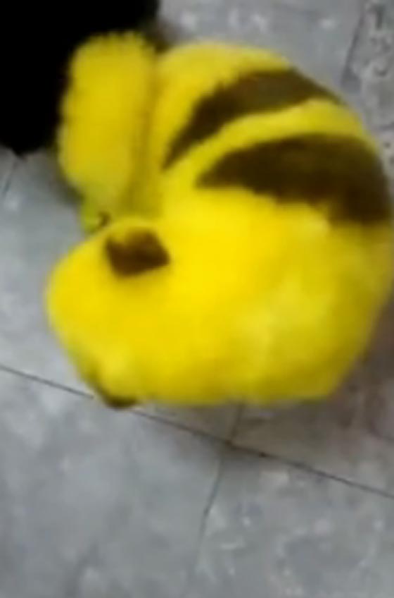 فيديو وصور.. جنون البوكيمون يطال الكلب بيكاتشو صورة رقم 2