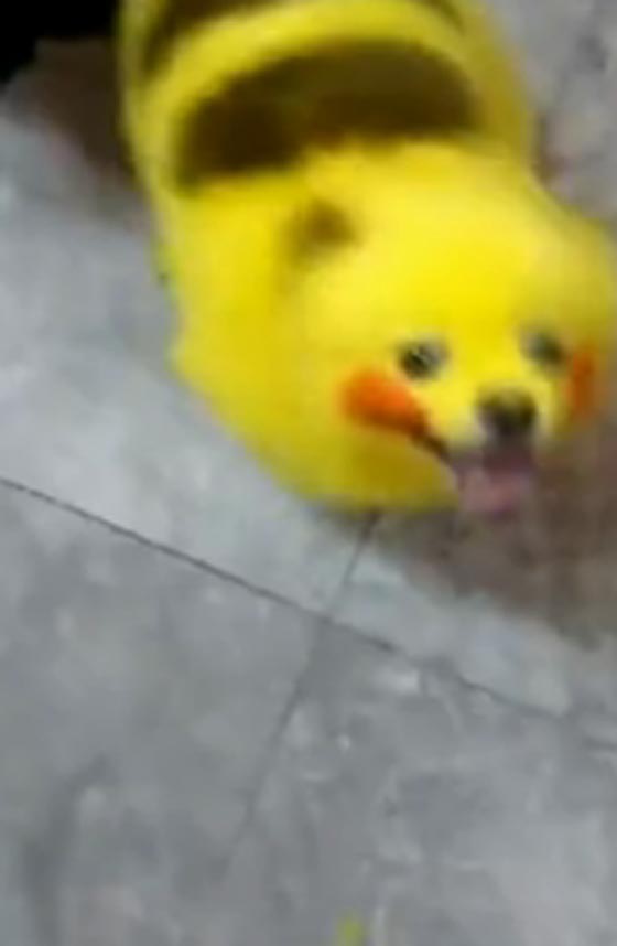 فيديو وصور.. جنون البوكيمون يطال الكلب بيكاتشو صورة رقم 3