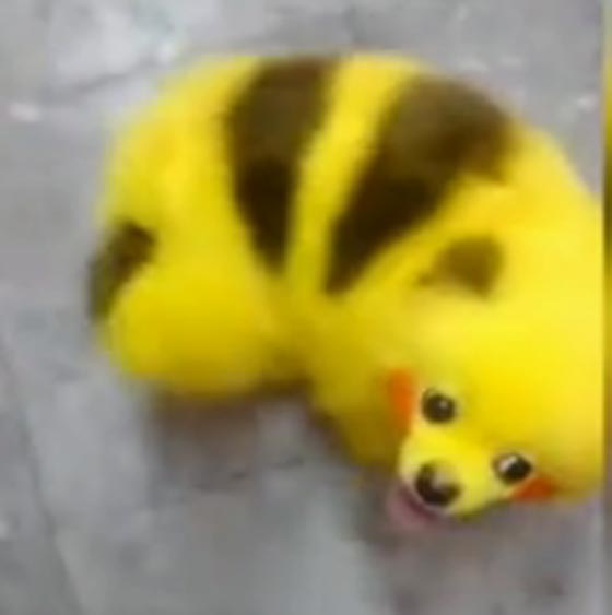 فيديو وصور.. جنون البوكيمون يطال الكلب بيكاتشو صورة رقم 4