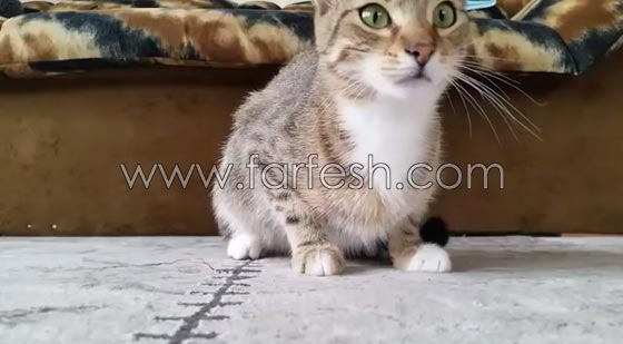 فيديو مضحك: قطة تصاب بالخوف الشديد عند مشاهدتها فيلم رعب صورة رقم 1