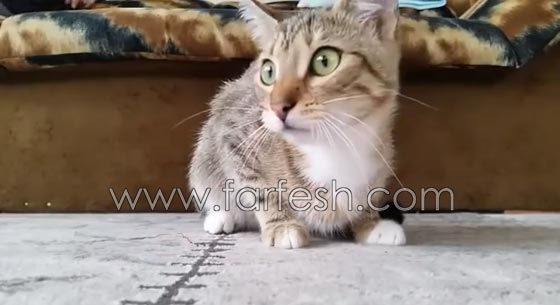 فيديو مضحك: قطة تصاب بالخوف الشديد عند مشاهدتها فيلم رعب صورة رقم 2