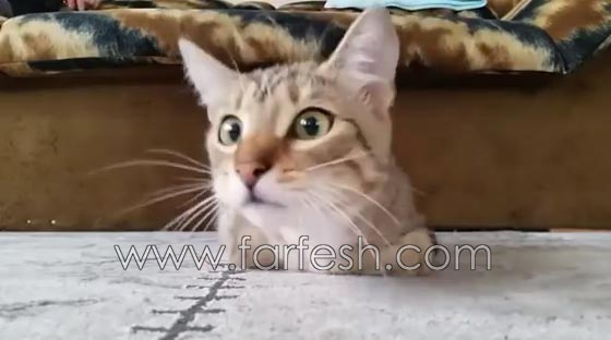 فيديو مضحك: قطة تصاب بالخوف الشديد عند مشاهدتها فيلم رعب صورة رقم 3