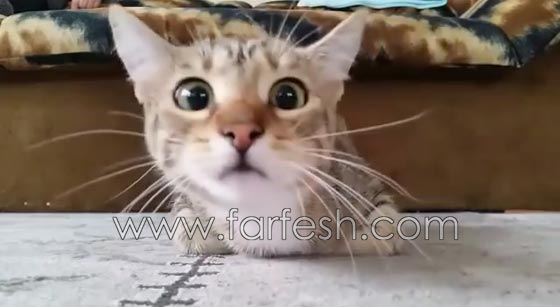 فيديو مضحك: قطة تصاب بالخوف الشديد عند مشاهدتها فيلم رعب صورة رقم 4