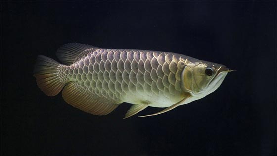 سمكة نانو الذهبية تحمل الدواء الى جسم الانسان صورة رقم 1