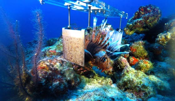  روبوت يحارب سمكة التنين التي دمرت سواحل امريكا وشعبها المرجانية صورة رقم 1