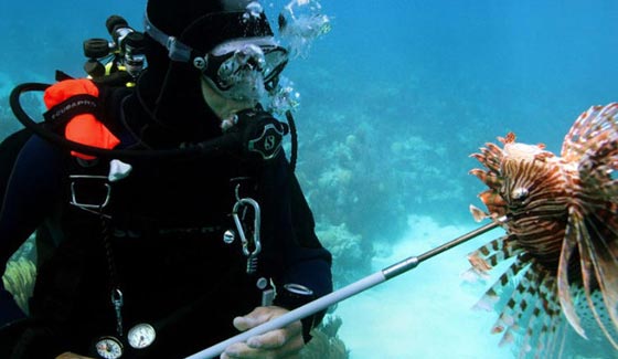  روبوت يحارب سمكة التنين التي دمرت سواحل امريكا وشعبها المرجانية صورة رقم 4