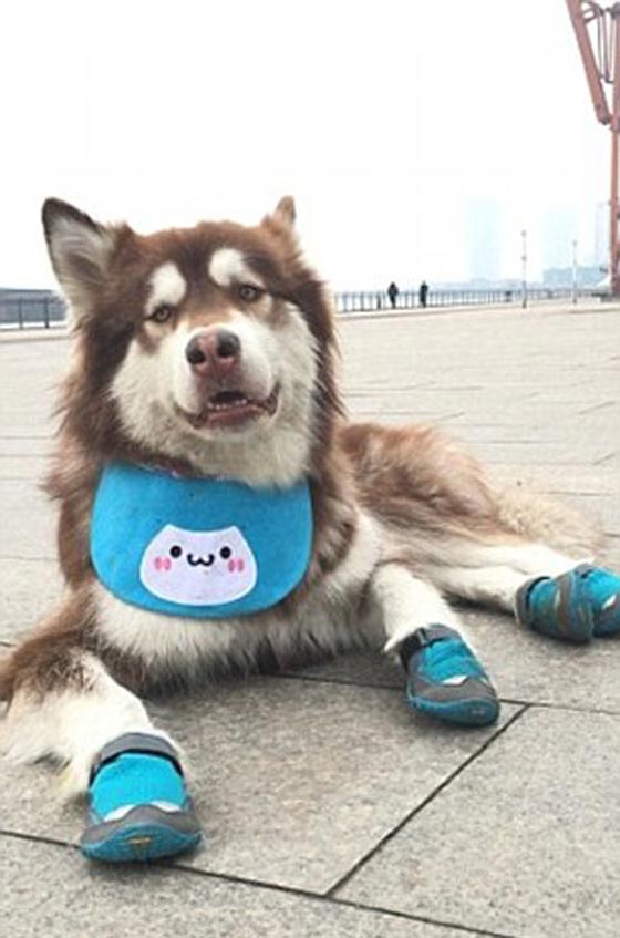 صور غريبة: 8 اجهزة آيفون 7 هدية الكلب كوكو من ابن اغني رجل في الصين صورة رقم 14