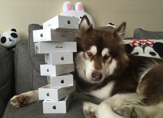 صور غريبة: 8 اجهزة آيفون 7 هدية الكلب كوكو من ابن اغني رجل في الصين صورة رقم 1