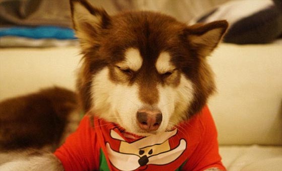 صور غريبة: 8 اجهزة آيفون 7 هدية الكلب كوكو من ابن اغني رجل في الصين صورة رقم 12