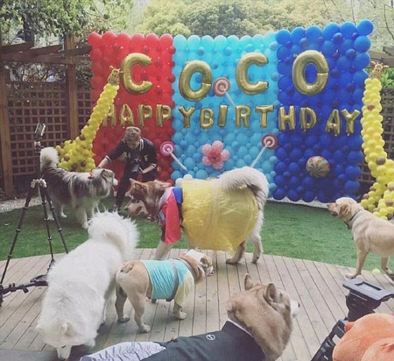 صور غريبة: 8 اجهزة آيفون 7 هدية الكلب كوكو من ابن اغني رجل في الصين صورة رقم 5