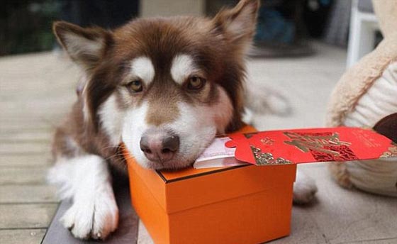 صور غريبة: 8 اجهزة آيفون 7 هدية الكلب كوكو من ابن اغني رجل في الصين صورة رقم 6