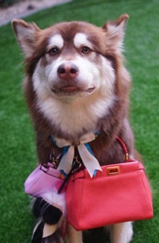 صور غريبة: 8 اجهزة آيفون 7 هدية الكلب كوكو من ابن اغني رجل في الصين صورة رقم 9