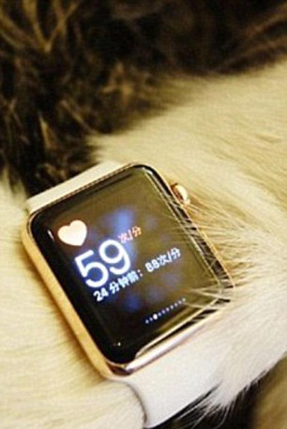 صور غريبة: 8 اجهزة آيفون 7 هدية الكلب كوكو من ابن اغني رجل في الصين صورة رقم 3
