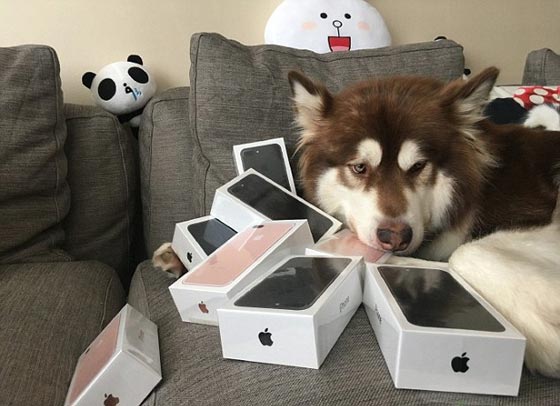 صور غريبة: 8 اجهزة آيفون 7 هدية الكلب كوكو من ابن اغني رجل في الصين صورة رقم 2