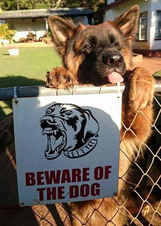 احذر وجود كلب.. شاهد ماذا يختبئ خلف هذه اللافتة! صور طريفة صورة رقم 1