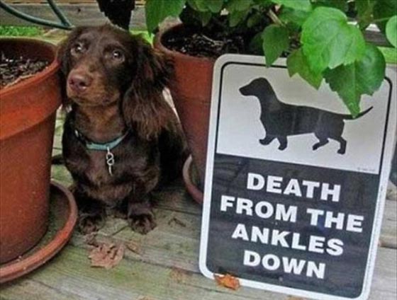 احذر وجود كلب.. شاهد ماذا يختبئ خلف هذه اللافتة! صور طريفة صورة رقم 2