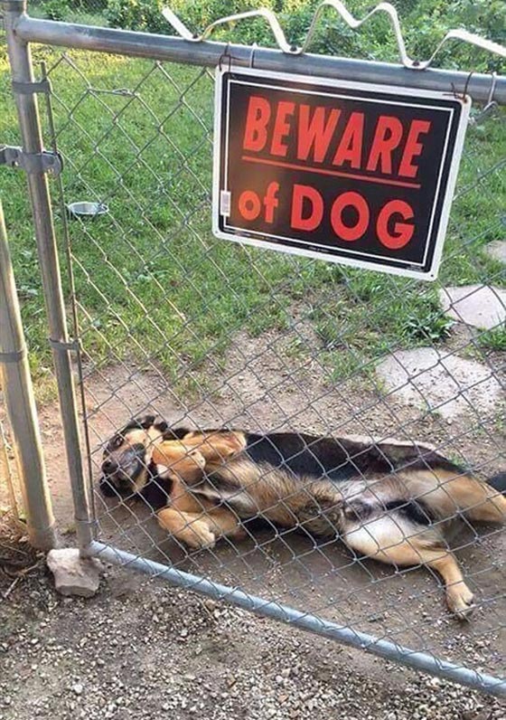 احذر وجود كلب.. شاهد ماذا يختبئ خلف هذه اللافتة! صور طريفة صورة رقم 3