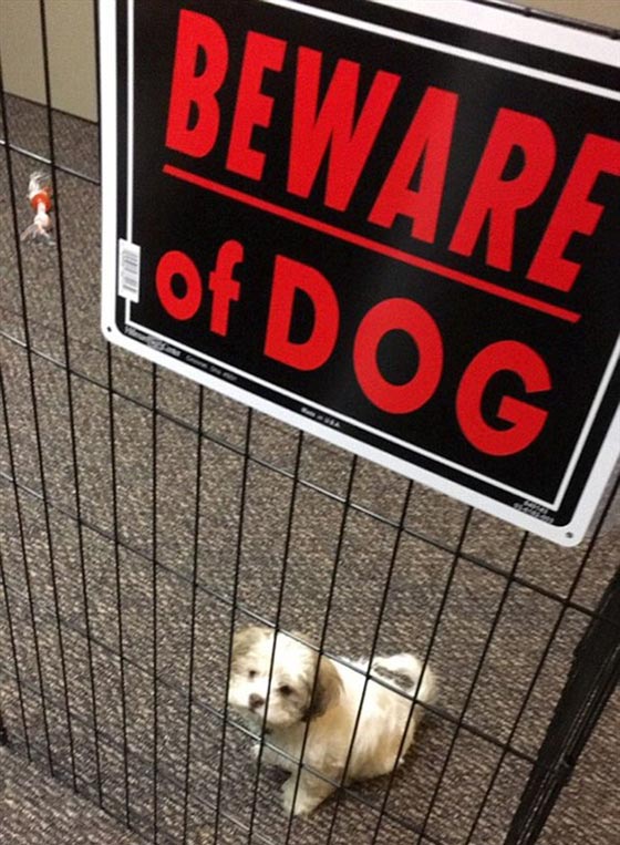 احذر وجود كلب.. شاهد ماذا يختبئ خلف هذه اللافتة! صور طريفة صورة رقم 4