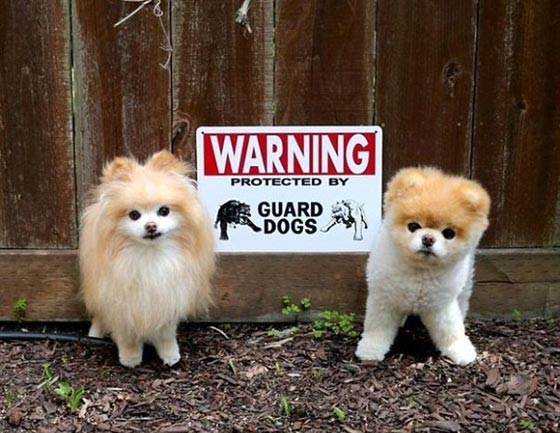 احذر وجود كلب.. شاهد ماذا يختبئ خلف هذه اللافتة! صور طريفة صورة رقم 7