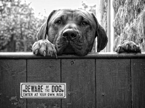 احذر وجود كلب.. شاهد ماذا يختبئ خلف هذه اللافتة! صور طريفة صورة رقم 8