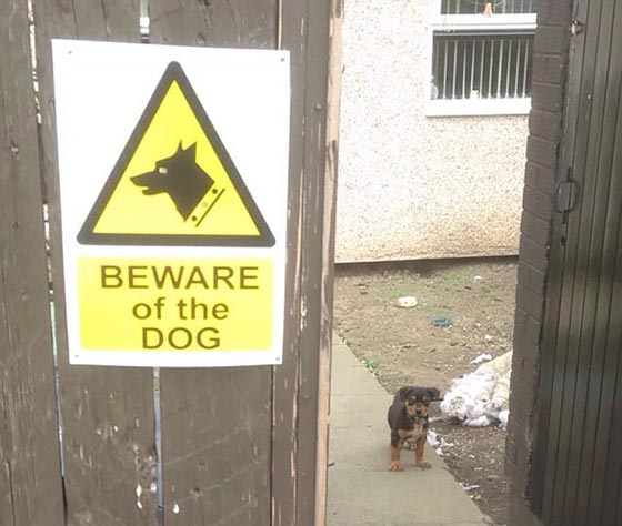 احذر وجود كلب.. شاهد ماذا يختبئ خلف هذه اللافتة! صور طريفة صورة رقم 9