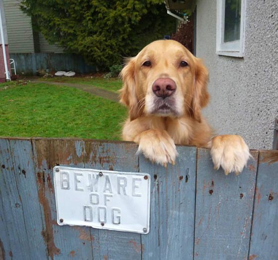 احذر وجود كلب.. شاهد ماذا يختبئ خلف هذه اللافتة! صور طريفة صورة رقم 10