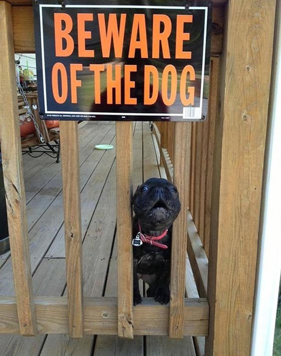 احذر وجود كلب.. شاهد ماذا يختبئ خلف هذه اللافتة! صور طريفة صورة رقم 11