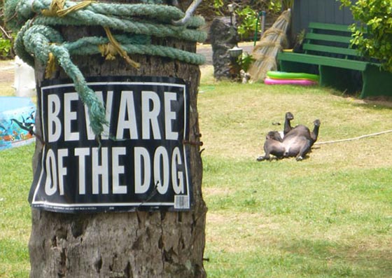 احذر وجود كلب.. شاهد ماذا يختبئ خلف هذه اللافتة! صور طريفة صورة رقم 12